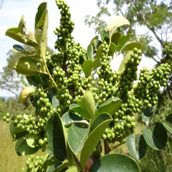 Fagara Zanthoxyloides